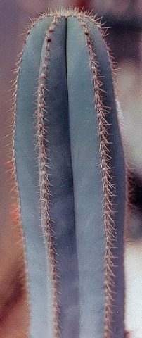 Pilosocereus_supurbus